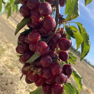 Cherries looks like grapes