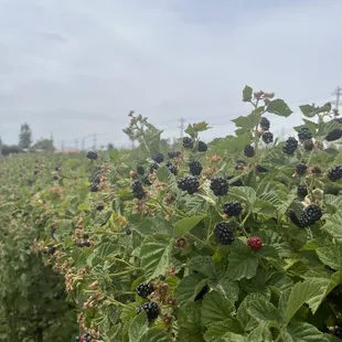 Blackberries