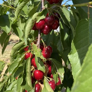 Cherries