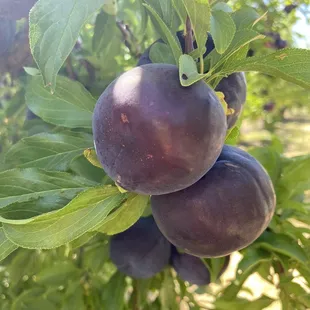 Fresh Pluot