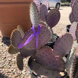 Opuntia