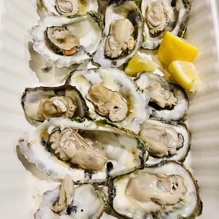 a plate of oysters
