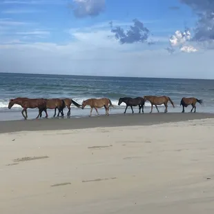 Wild Spanish mustangs
