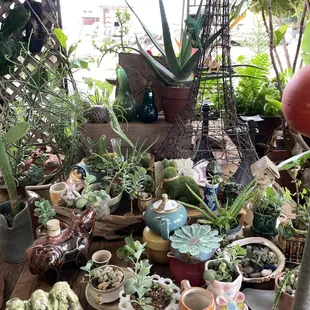 plants too