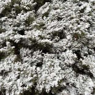 That's snow on the bushes outside. I'm from Florida -that's impressive in March.