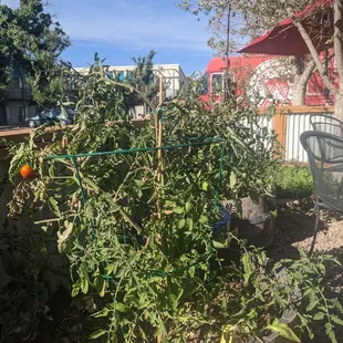 Home grown tomatoes