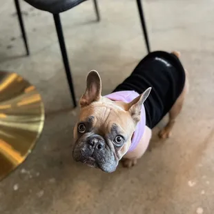 This cute little one was greeting guests.