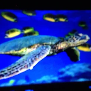 Turtle