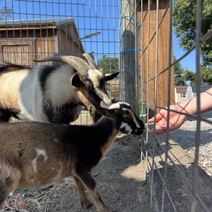 Feeding goats