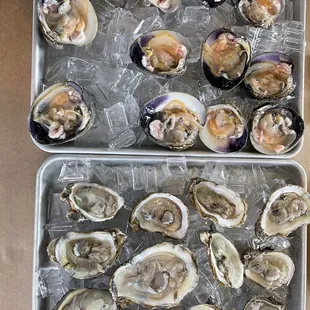 Oysters &amp; Clams