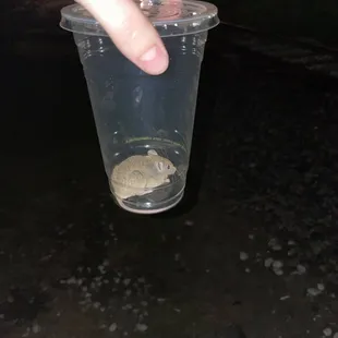 Mouse captured from kitchen.