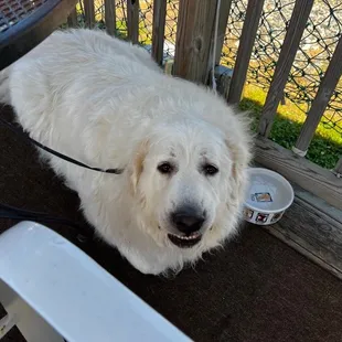 Zeus, the Pyr.