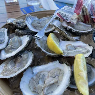 Oysters! Super fresh!