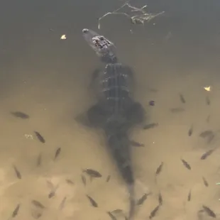 One of the two alligators in one of the two ponds out back, just off the back deck.