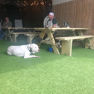 My two dogs, husband and some great beer