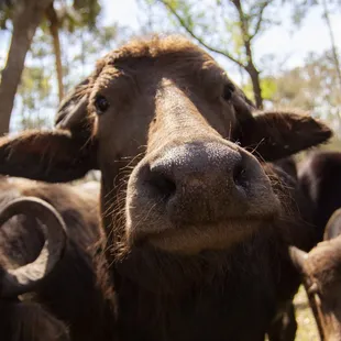 Water buffalo on the farm