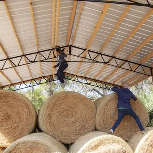 hay bales on the farm