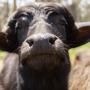 Water buffalo on the farm