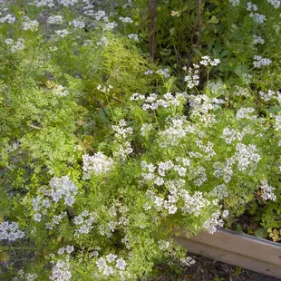 Cilantro on the farm
