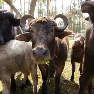 Water buffalo on the farm