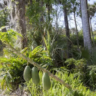 papaya!