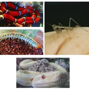 From the top left: Sinoloan Milk Snake, Blue Tiger Centipede, baby Praying Mantis, Albino Boa Constrictor