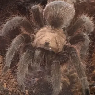 Texas Tan Tarantula
