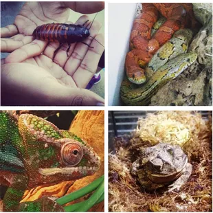 From the top left: Madagascar Hissing Cockroach, Carolina Corn Snakes, Ambilobe Panther Chameleon, Southern Toad