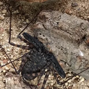 Tailless Whip Scorpion