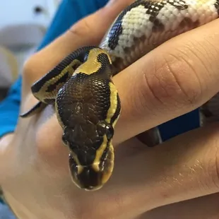 Ball Python