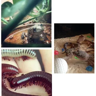 From the top left: Red Legged Walking Frogs, North American Millipede, Leopard Geckos