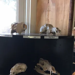 Real specimens to inspect and touch