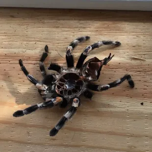 Tarantula shed