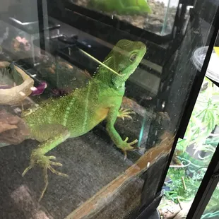 Chinese Water Dragon
