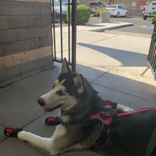 This place is super dog friendly ! Awesome service!!!