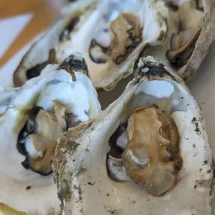Steamed oysters