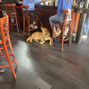 Dog friendly