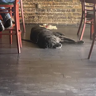 Dog friendly