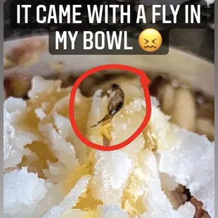 Badger bowl with a live fly stuck in the honey.