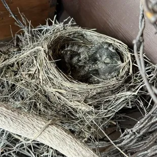 Baby robins outside my bunk
