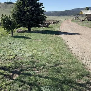 Some of the Ranch