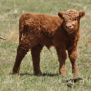 Cute calf