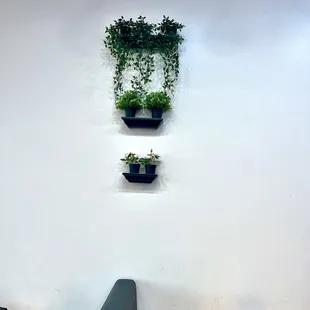 a wall with plants on it