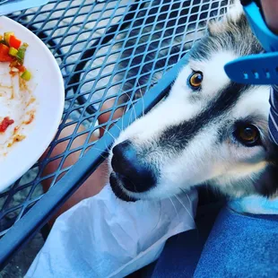 a dog looking at a plate of food