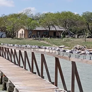 Seagulls come everyday for a visitBBI