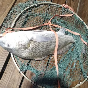 FUN TO REEL IN ..@BAFFIN BAY INN.RED DRUM