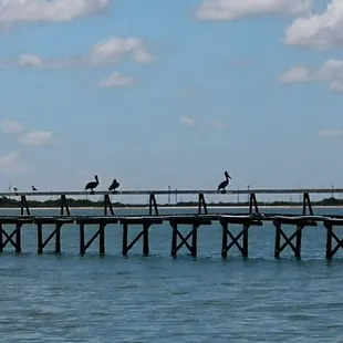 Before or after eating at Baffin Bay, sometimes I walk around to the back to check out the wildlife. Brown Pelicans!