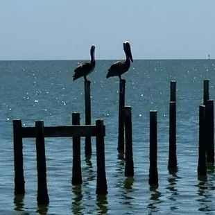 Brown Pelicans dive 30ft from above water to catch their prey. Found a beautiful family resting out in bavk a BBSC.