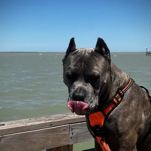 Our little guy reminiscing of how good the food was at Baffin Bay Restaurant!