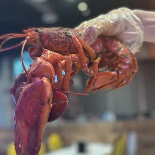 food, burritos and wraps